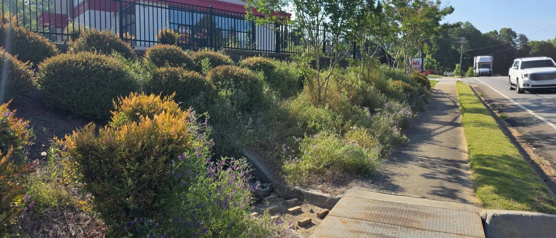 Overgrown shrubs and landscape beds at the Arby’s property before the commercial landscape reset