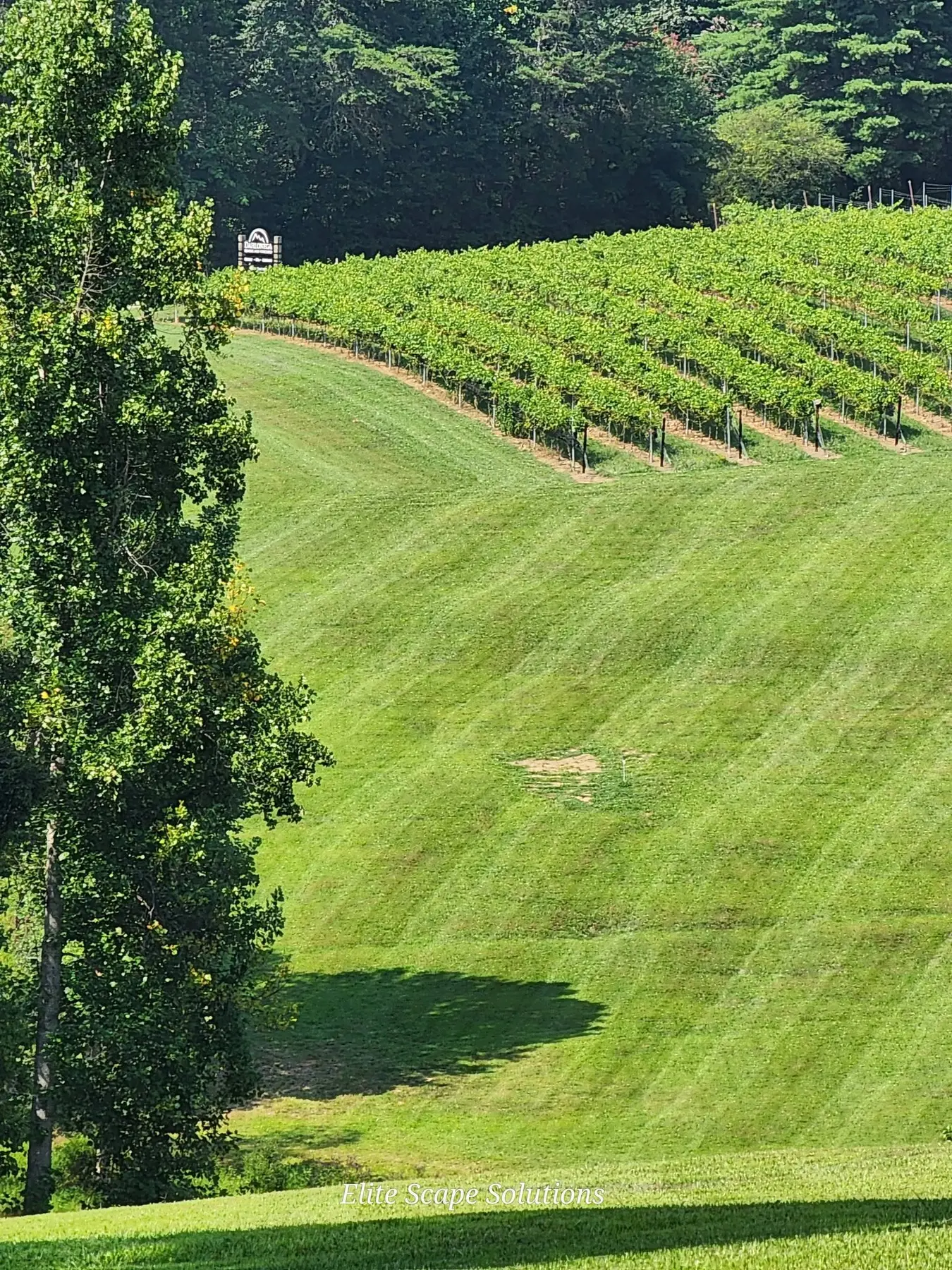 Maintained hillside grounds beside vineyard rows